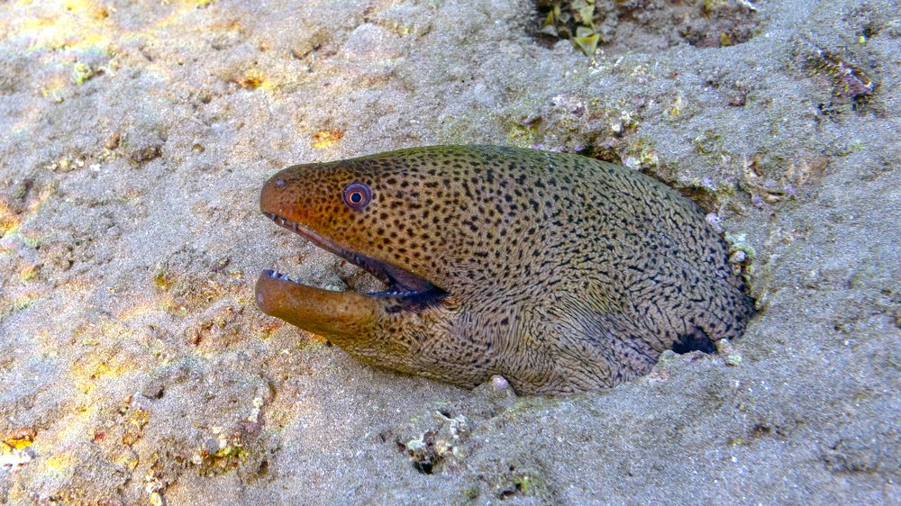 Photograph by Сергей Малеев