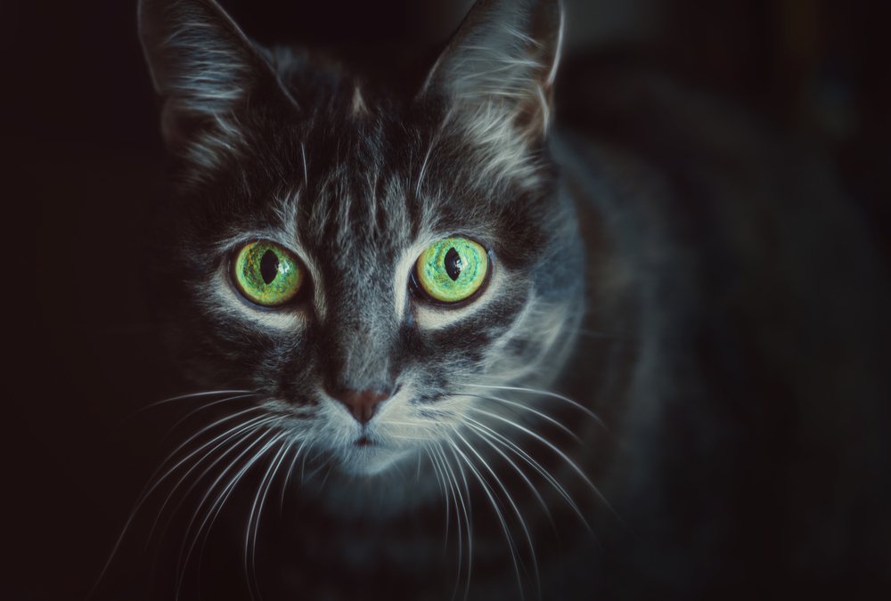 Фотография автора Диана Липкина