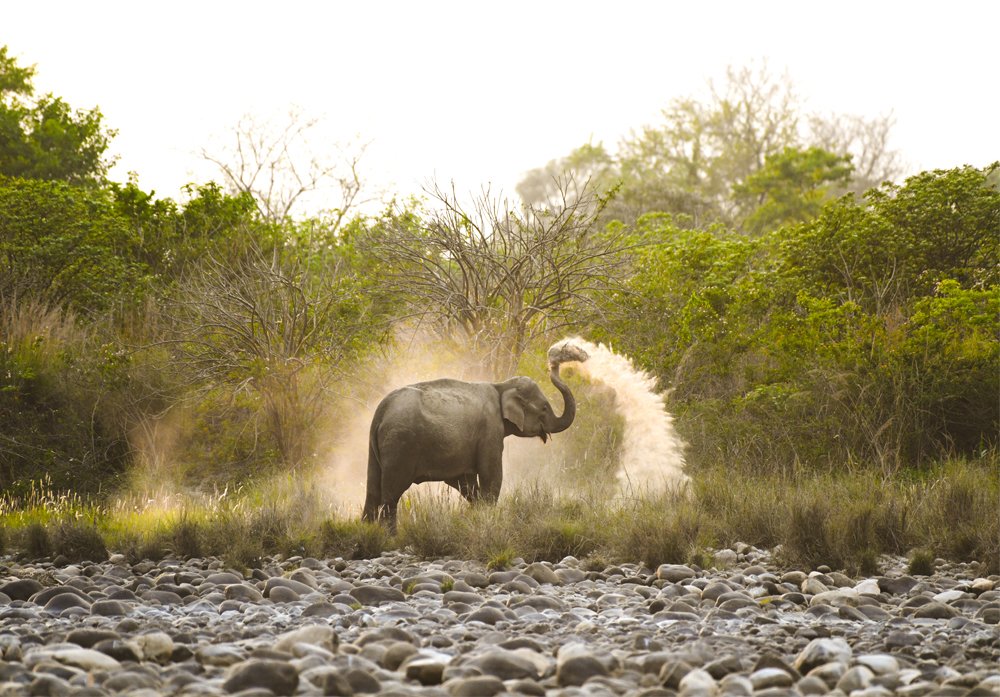 Elephant taking sand bath