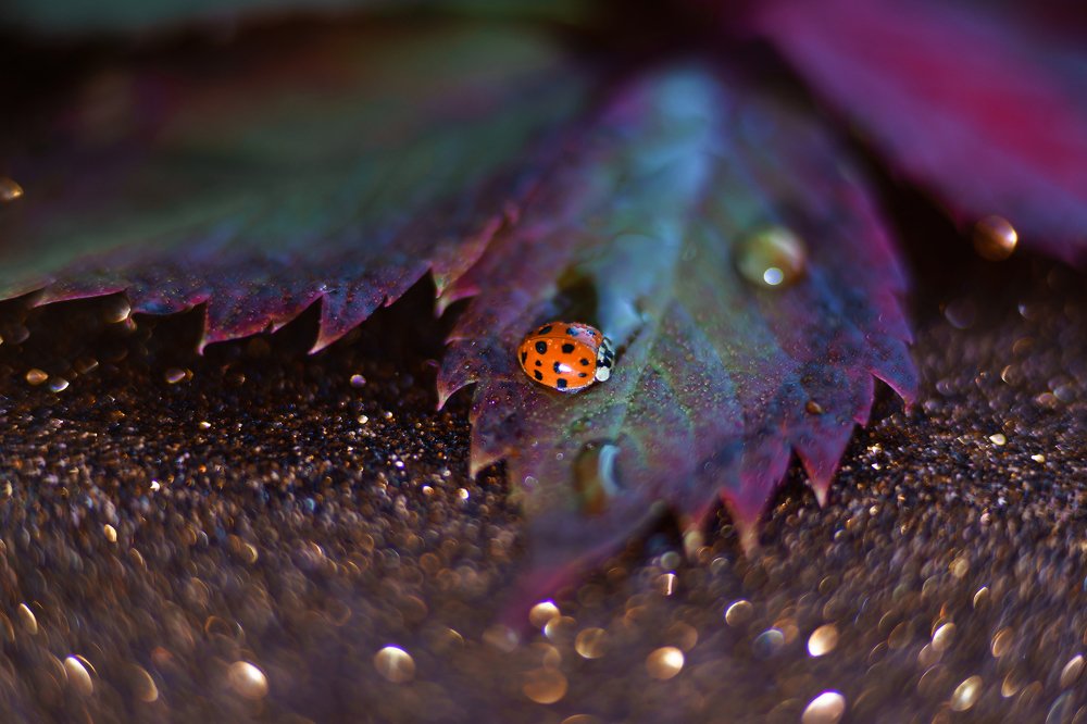 Photograph by Анна Молько