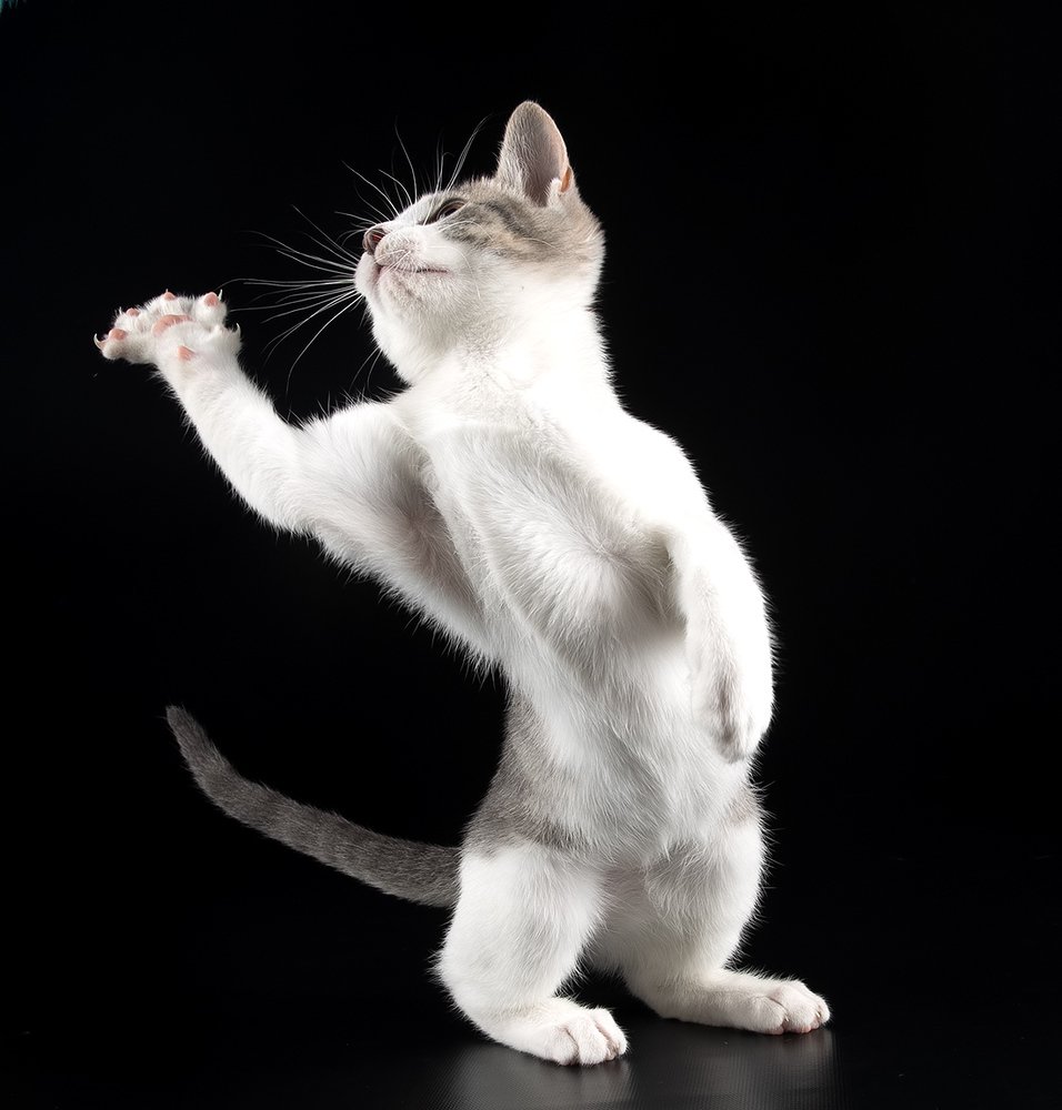 Kitten Sage. Котенок Сэйдж