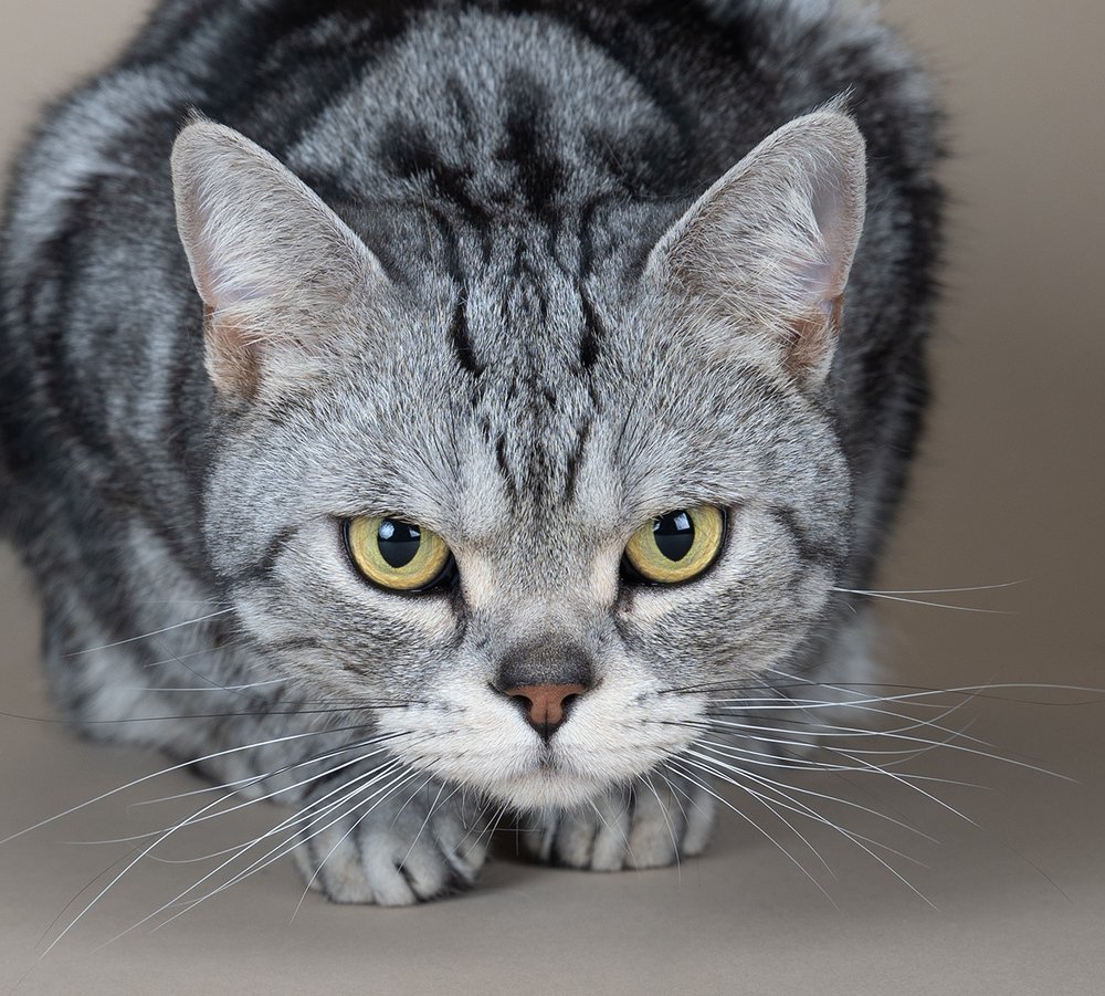 Маркиз. Американский короткошерстный кот - American shorthair cat