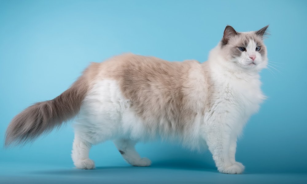 Матильда во всей красе - Ragdoll Cat (Matilda)