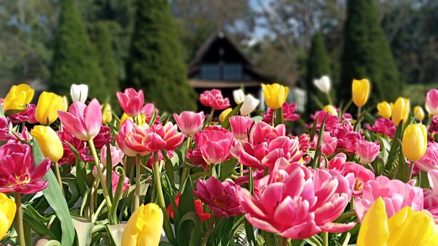 Sweety Tulips
