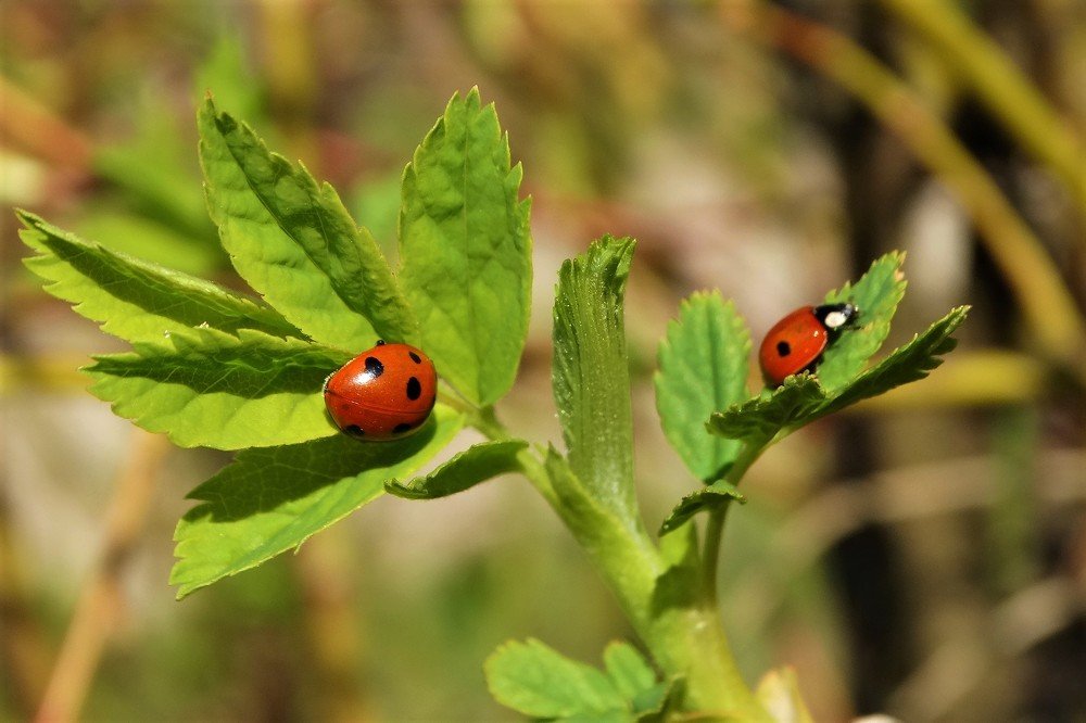 Photograph by Елена Стрельцова