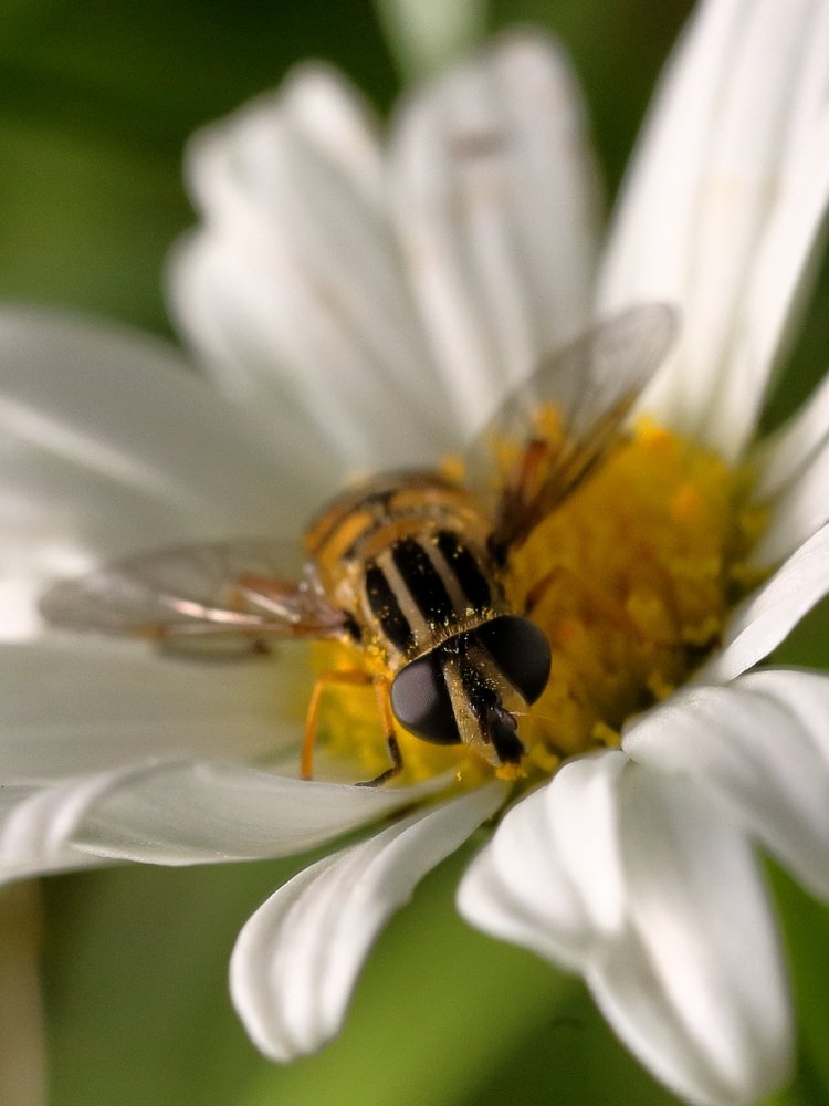 Photograph by Сергей Савельев