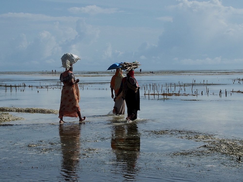 Отлив, время работы на огороде