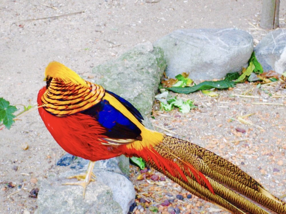 Photograph by Albert Russo