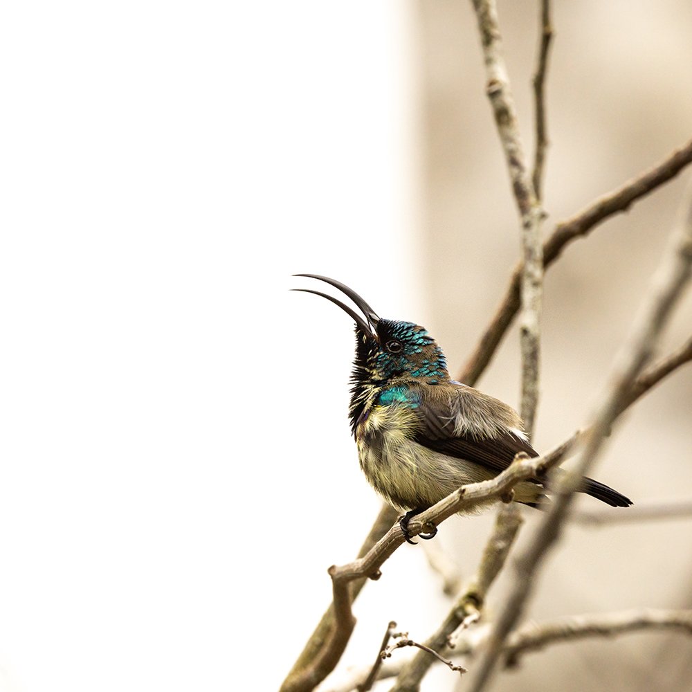 Photograph by Kushan Madushanka Sonnadara