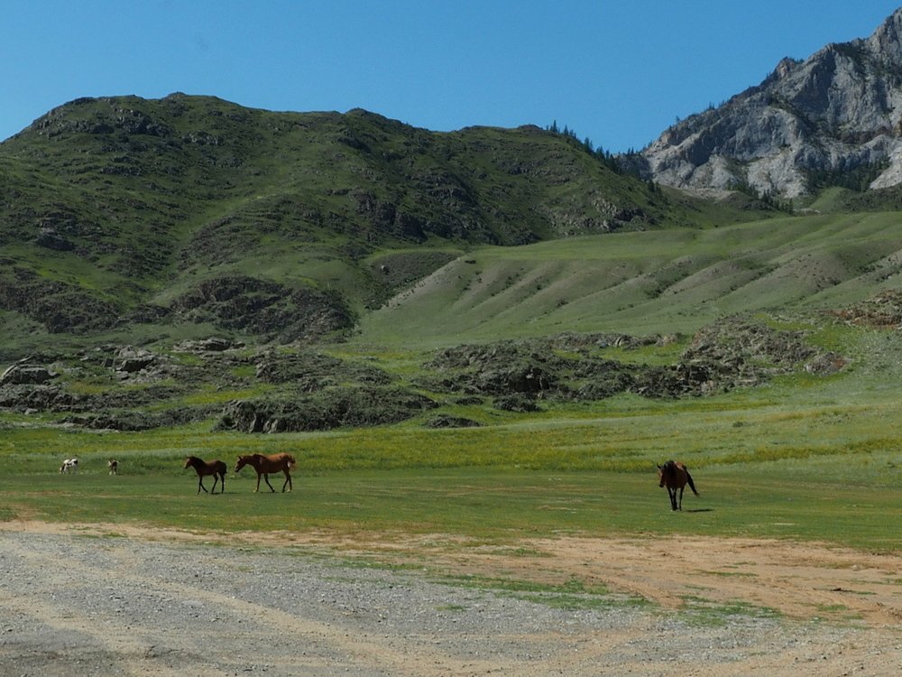 На просторах Алтая