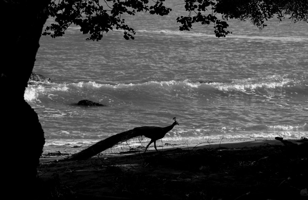 Photograph by Bhavana Sivayokan