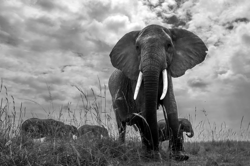 Elephants in Monochrome......