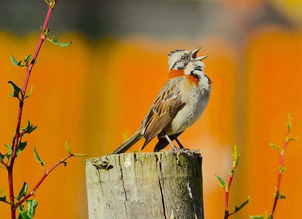 Photograph by Claudio Rojas