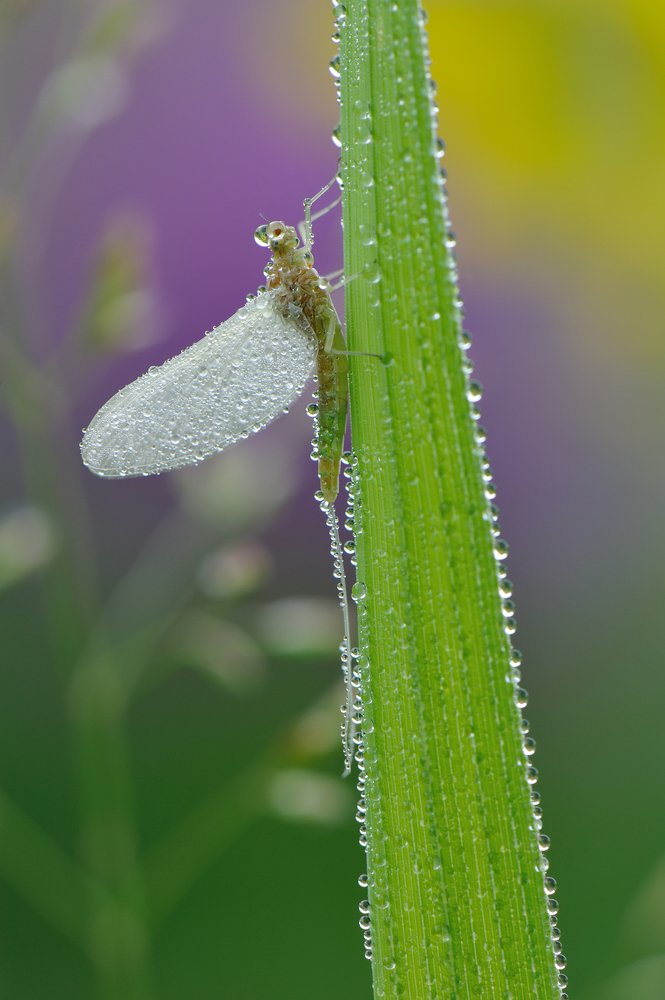 Утренние АКВАрели.