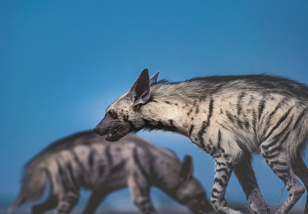 Indian Stripped Hyena