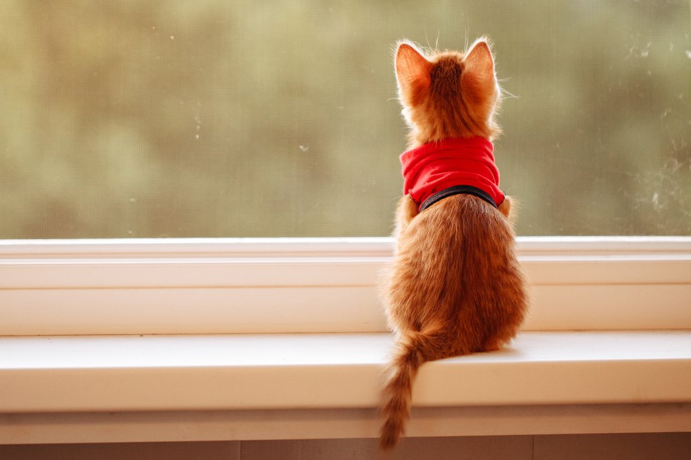 Фотография автора Романов Никита