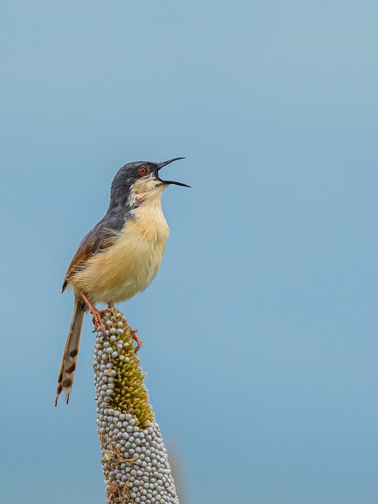 Photograph by Suman Paul