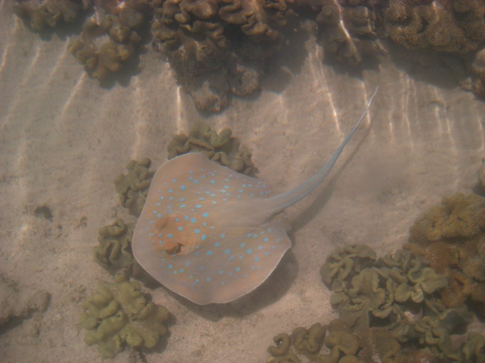 Photo #4986153