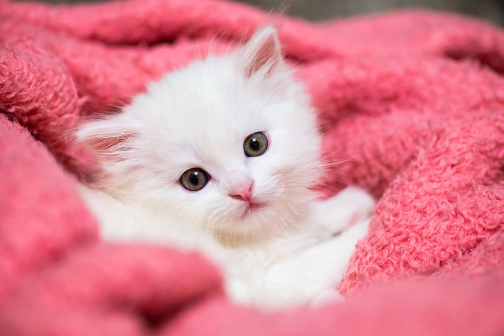 Photograph by Сергей Щербина