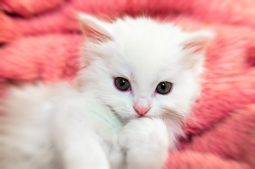 Photograph by Сергей Щербина