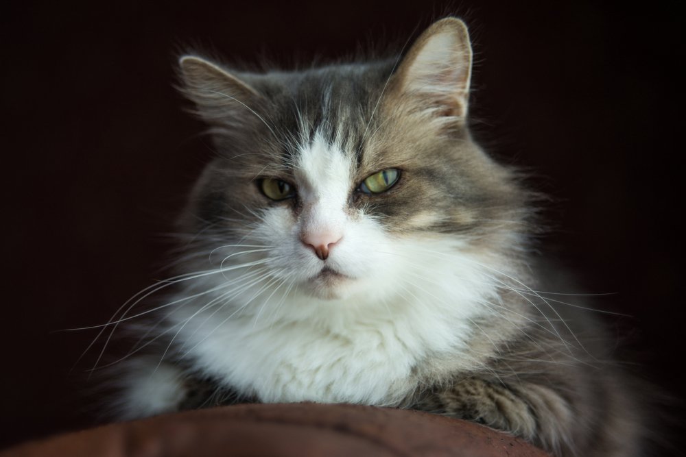 Фотография автора Маргарита Костаганова