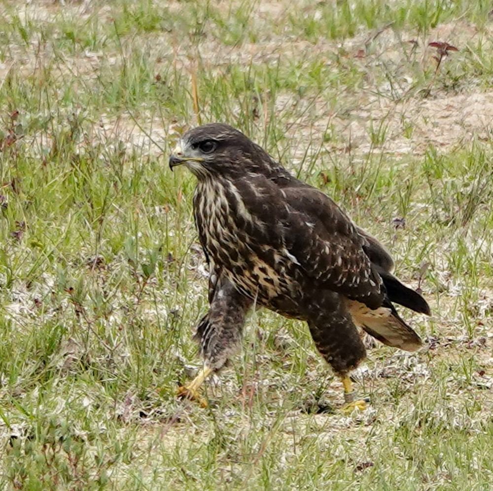 Buzzard