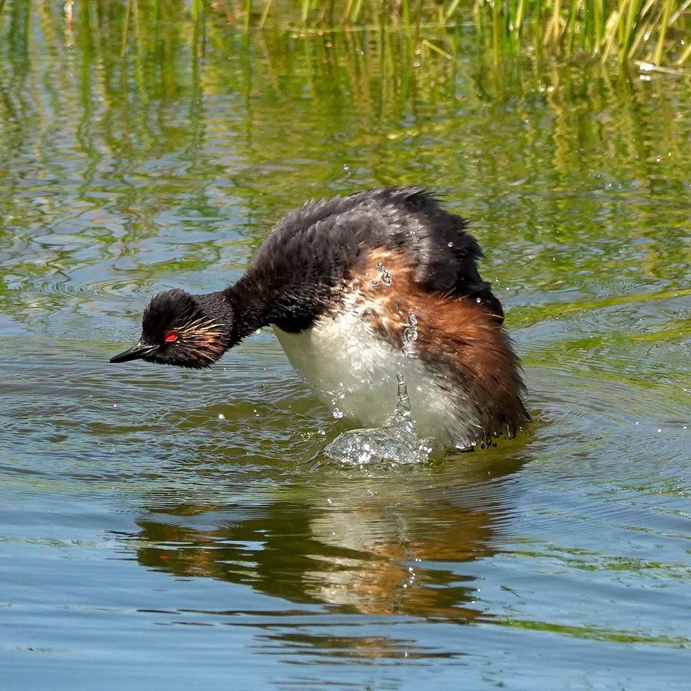 Black-necked grebe
