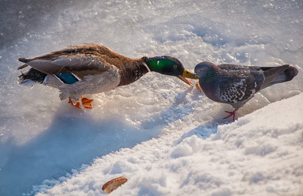 Разборки за хавчик