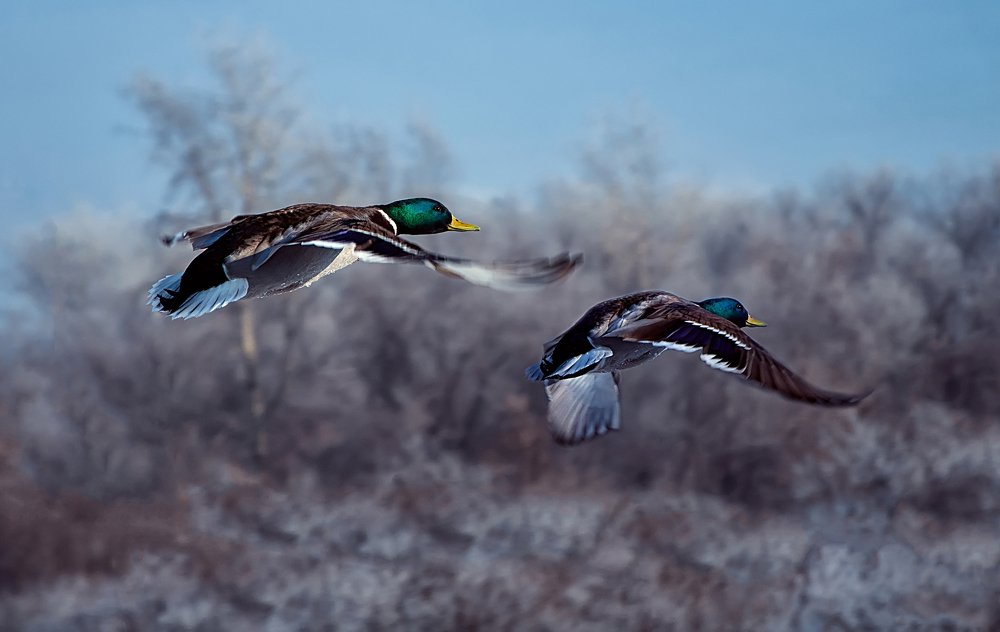 Photograph by Ильдар Шангараев