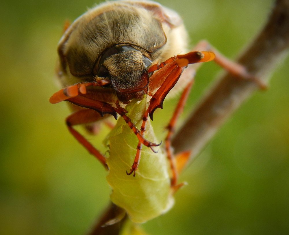 Photograph by Диана Бородзе