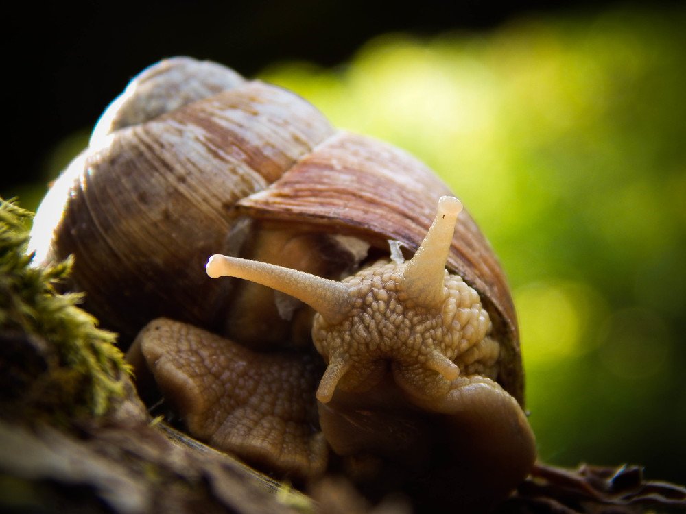 Photograph by Диана Бородзе