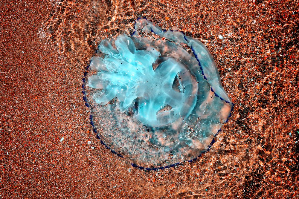 Фотография автора Анастасия Пищулова