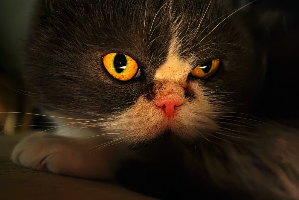 Фотография автора Анастасия Пищулова