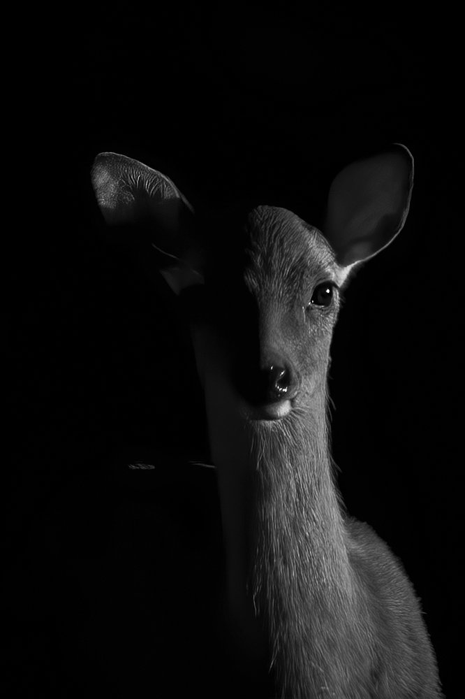 Photograph by Ernestas Balcikonis