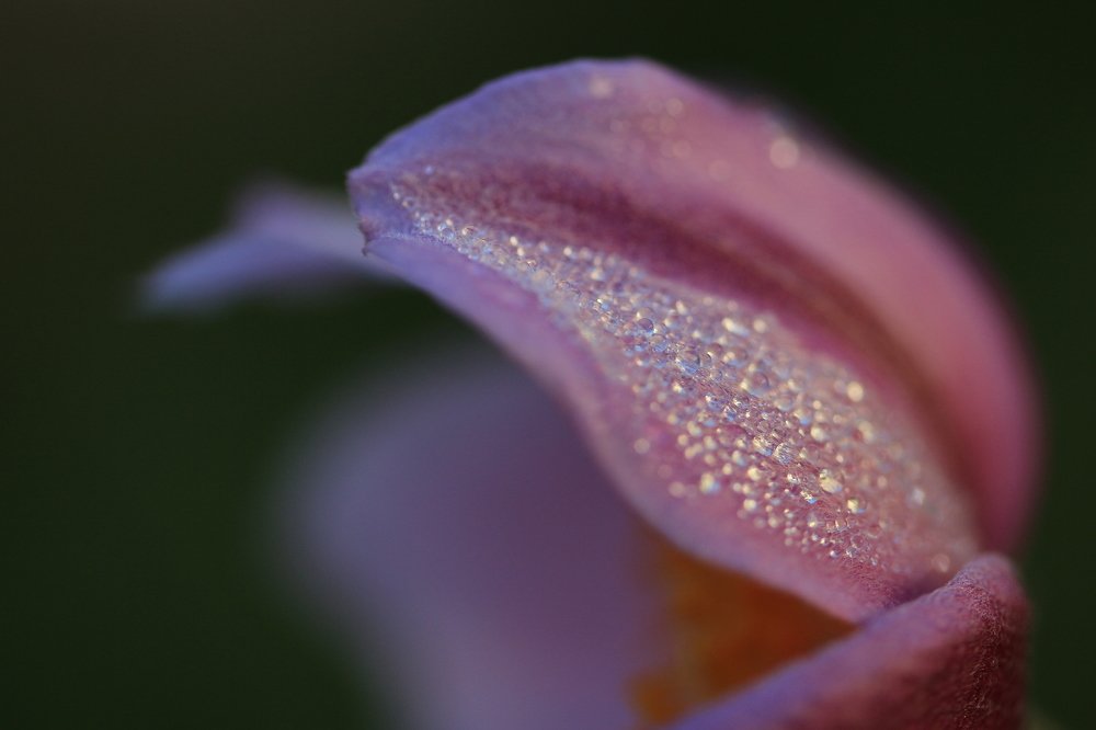Photograph by Ирина Терешина