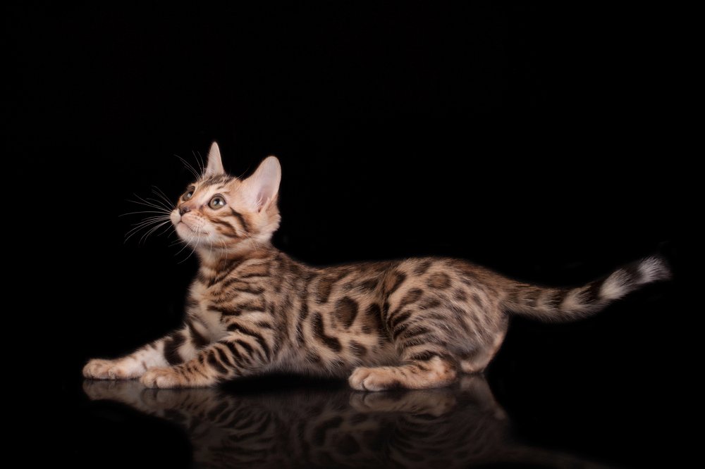 Photograph by Инга Стрижаченко