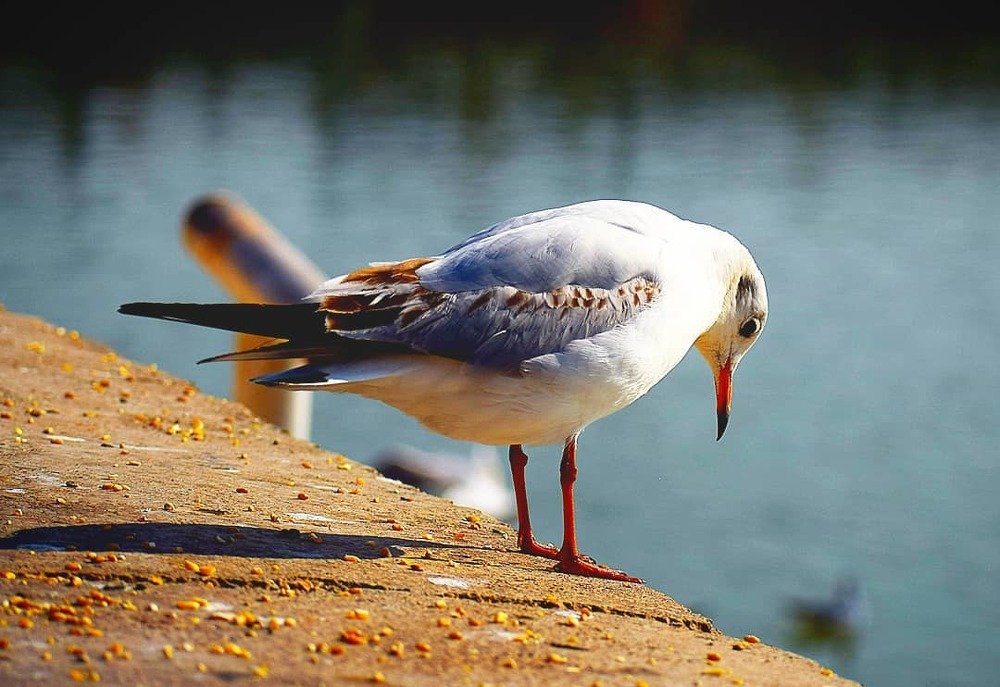 Photograph by Mohammad Damshekan