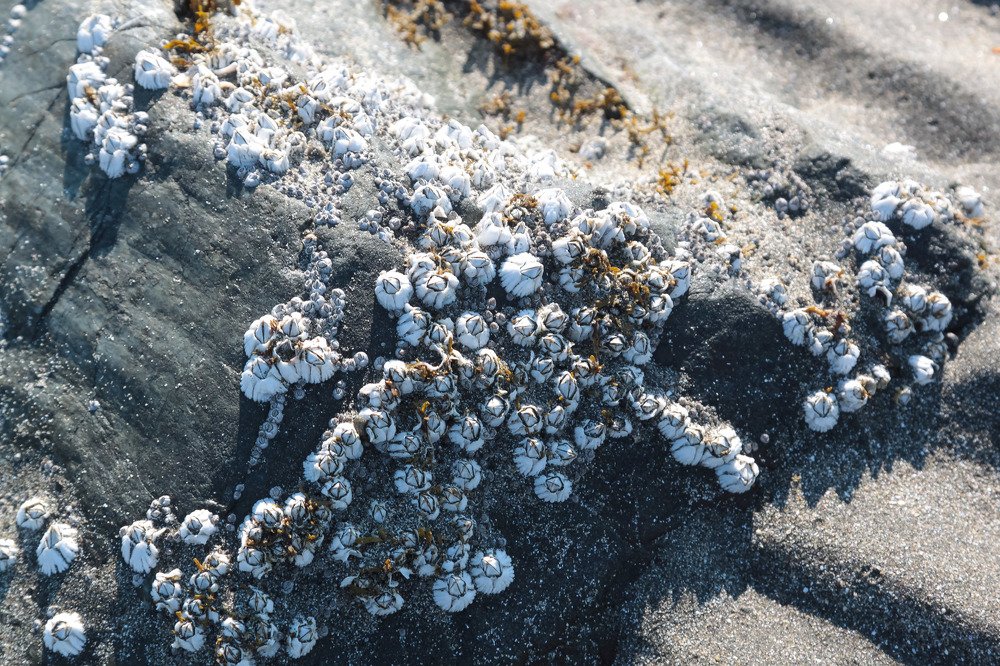 Морская уточка