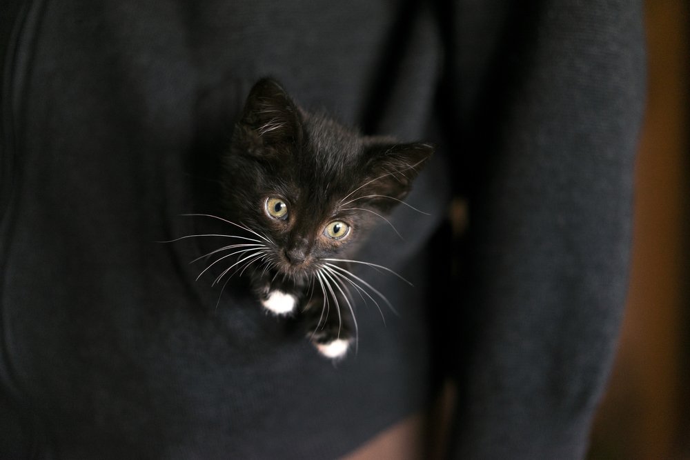 Тепло и уютно в кармане у папы