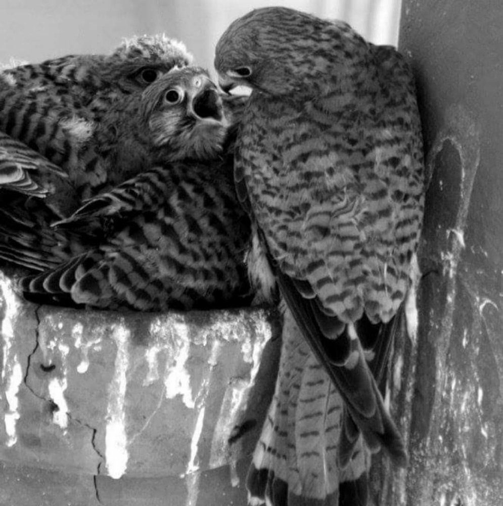 Photograph by Salih Aqeil