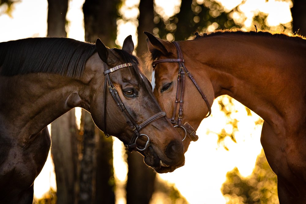 Photograph by Ricardo Zaviasky