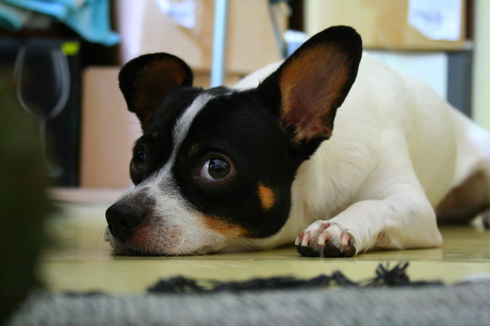 Косточку жду