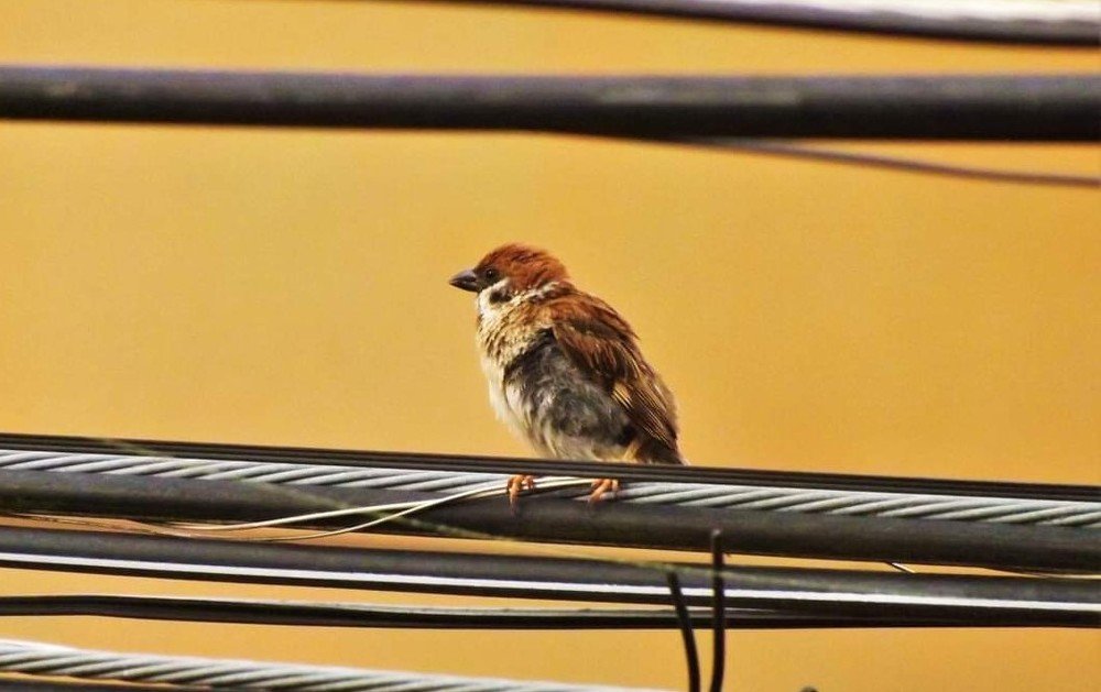 Фотография автора Adiebert Cornejo