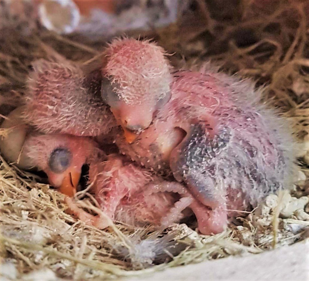 Фотография автора Adiebert Cornejo