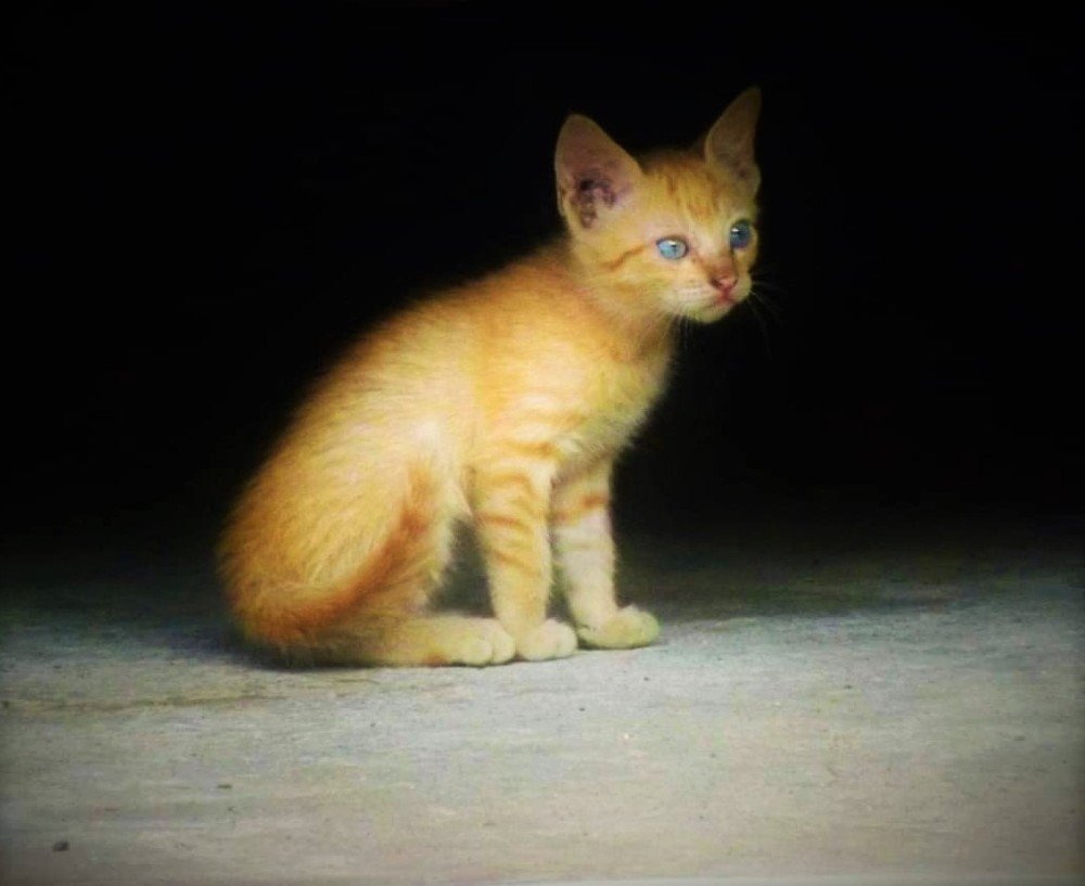 Фотография автора Adiebert Cornejo