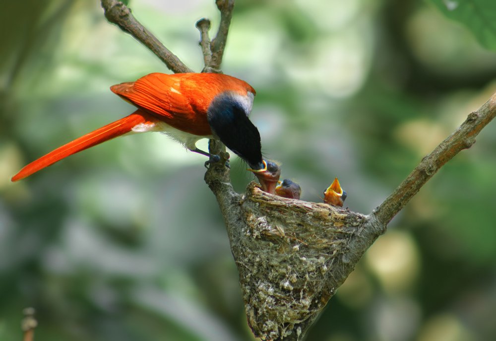 Photograph by Masum Mr