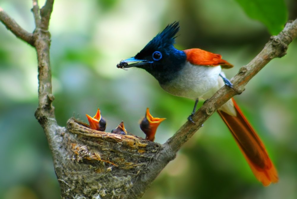 Photograph by Masum Mr