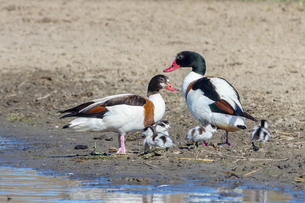 Семья пеганок.
