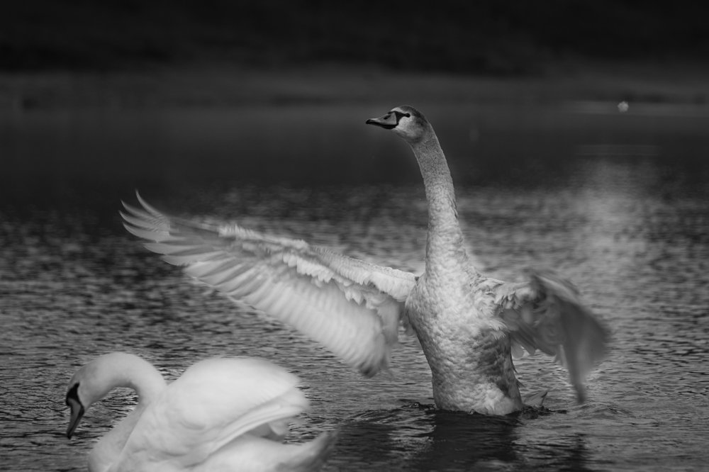 Photograph by Максим Митченко