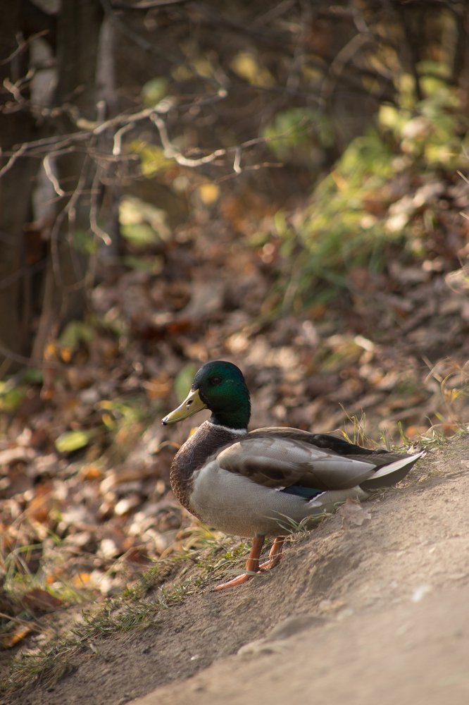 Photograph by Евдокия Спуре